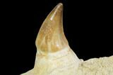 Mosasaur (Prognathodon) Jaw Section With Unerupted Tooth #150161-1